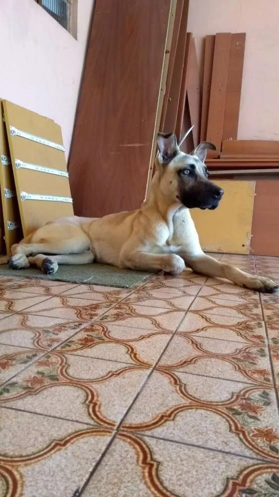 Cachorro ra a RND idade 2 anos nome Tom