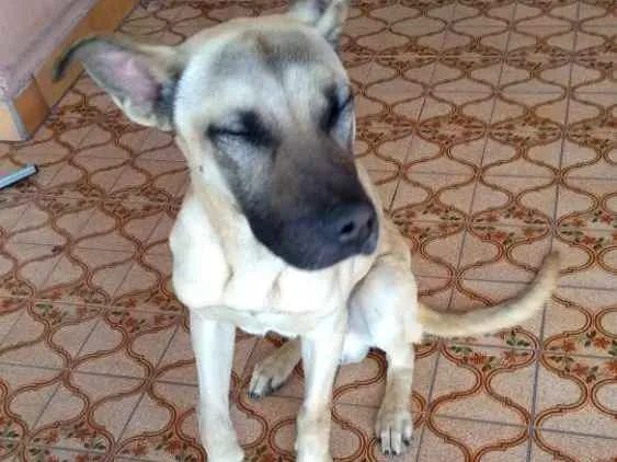 Cachorro ra a RND idade 2 anos nome Tom