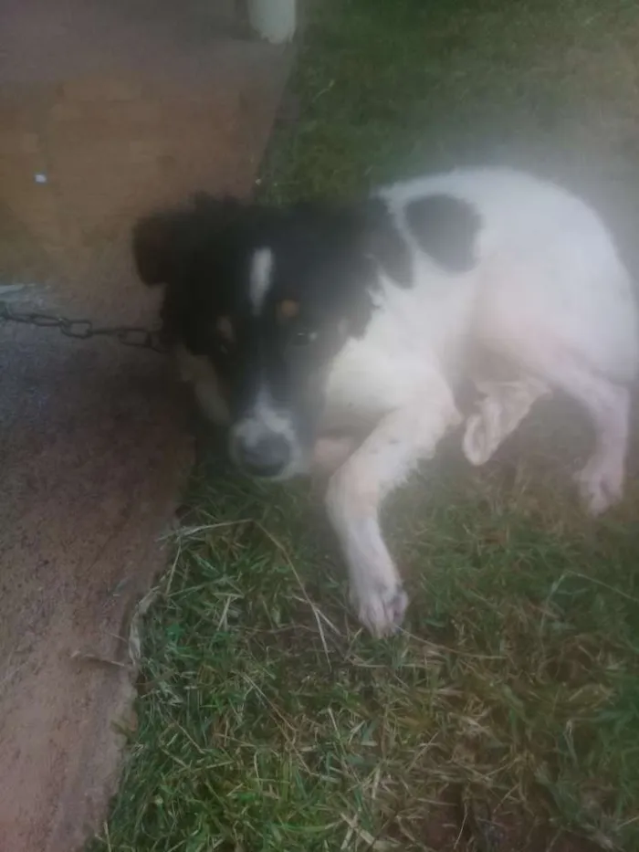 Cachorro ra a Vira lata idade 7 a 11 meses nome Bidu