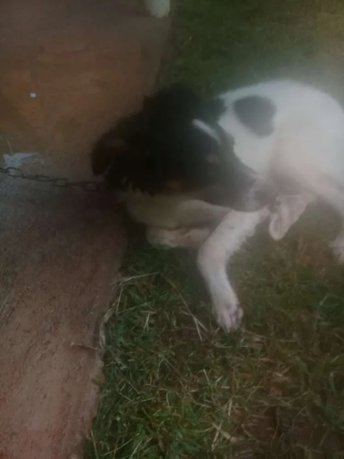 Cachorro ra a Vira lata idade 7 a 11 meses nome Bidu