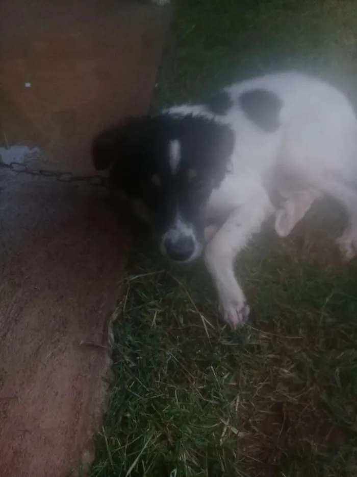 Cachorro ra a Vira lata idade 7 a 11 meses nome Bidu