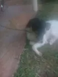 Bidu