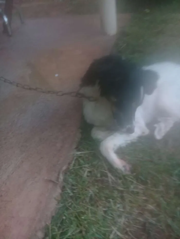 Cachorro ra a Vira lata idade 7 a 11 meses nome Bidu