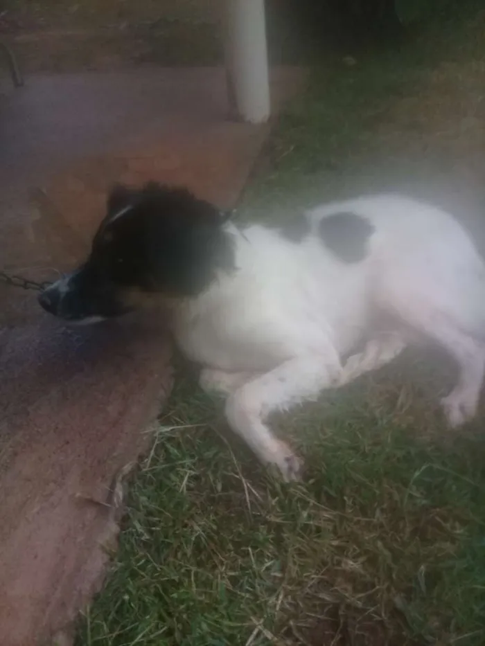 Cachorro ra a Vira lata idade 7 a 11 meses nome Bidu