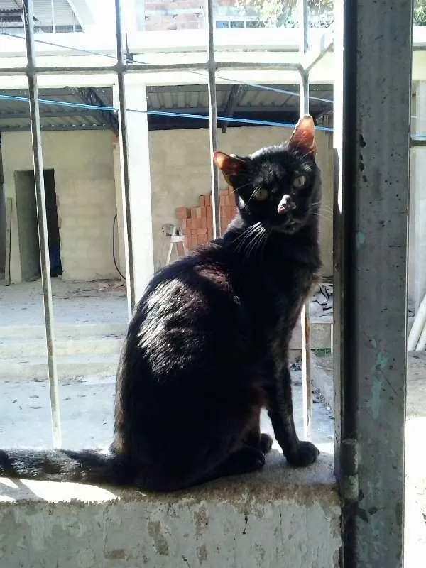Gato raça SRD idade 1 ano nome Negão 