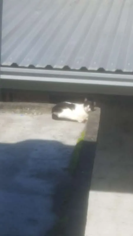 Gato raça SRD idade 5 anos nome Menininha