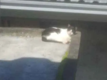Gato raça SRD idade 5 anos nome Menininha