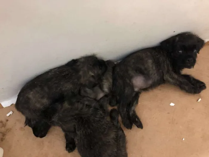 Cachorro ra a Poodle idade Abaixo de 2 meses nome Não tem Nome