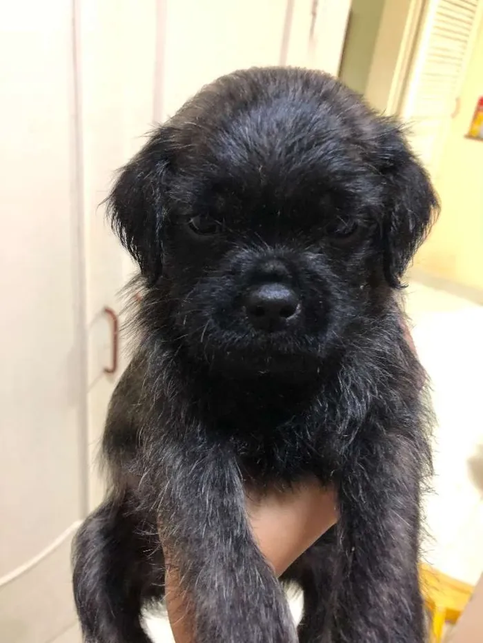 Cachorro ra a Poodle idade Abaixo de 2 meses nome Não tem Nome