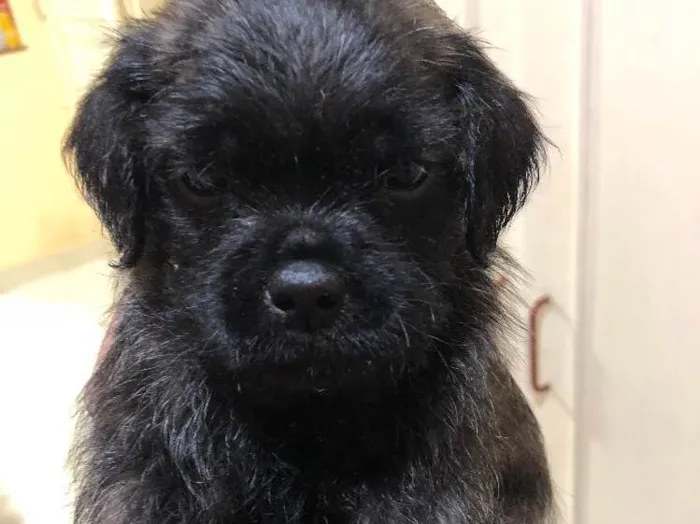 Cachorro ra a Poodle idade Abaixo de 2 meses nome Não tem Nome