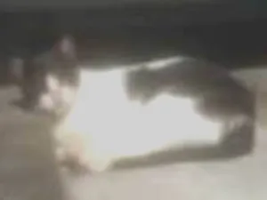 Gato raça SRD idade 5 anos nome Menininha