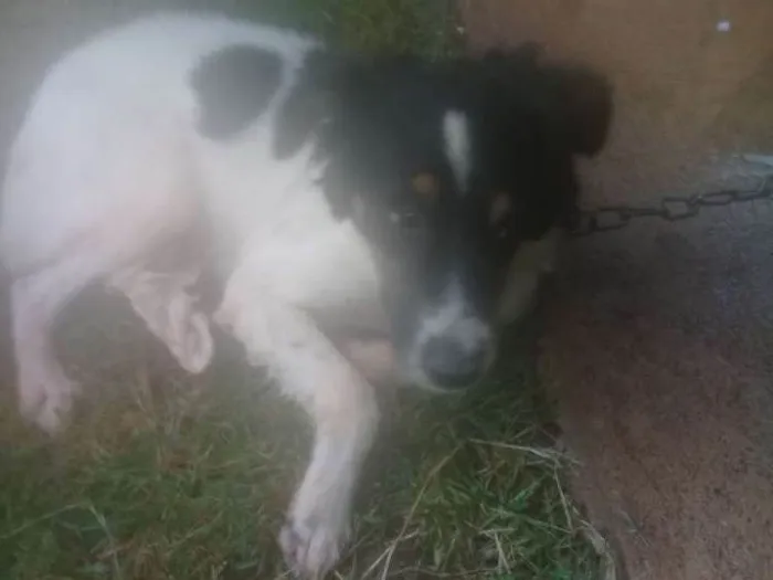 Cachorro ra a Vira lata idade 7 a 11 meses nome Bidu