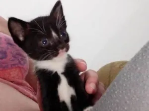 Gato raça  idade Abaixo de 2 meses nome Sem nome