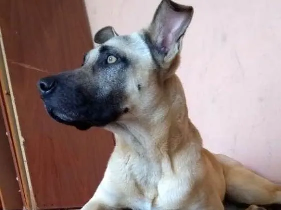 Cachorro ra a RND idade 2 anos nome Tom
