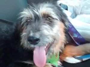 Cachorro raça SRD idade 3 anos nome Lucky