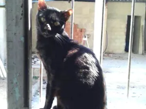 Gato raça SRD idade 1 ano nome Negão 
