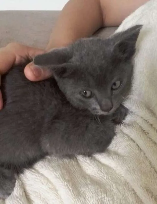 Gato ra a  idade Abaixo de 2 meses nome Bebê cinza