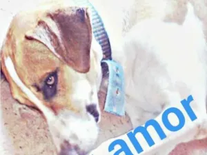 Cachorro raça Vira lata idade 1 ano nome Bob