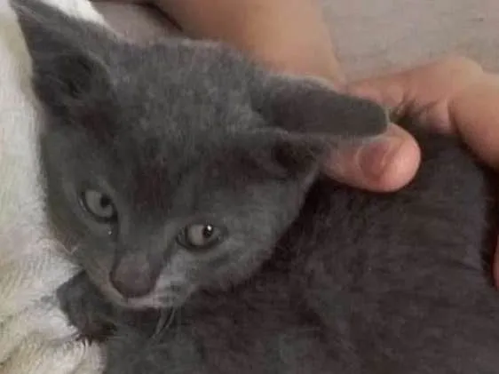 Gato ra a  idade Abaixo de 2 meses nome Bebê cinza