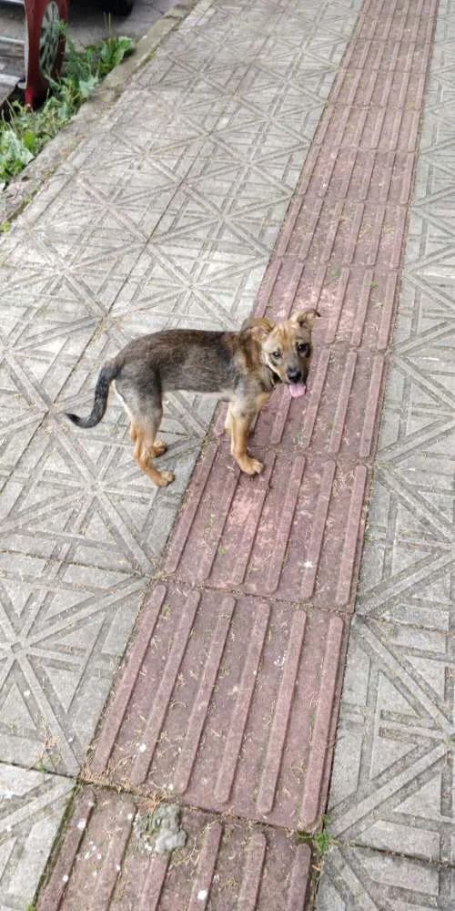 Cachorro ra a SRD idade 2 a 6 meses nome Sem nome