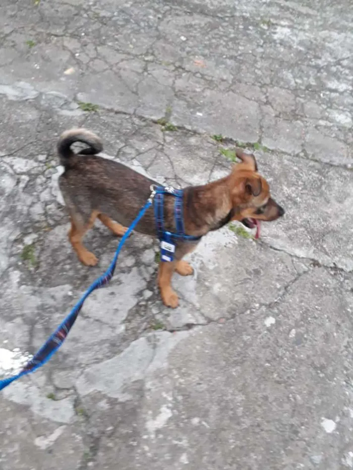 Cachorro ra a SRD idade 2 a 6 meses nome Sem nome