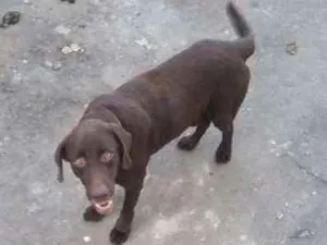 Cachorro raça labrador idade 5 anos nome bradok
