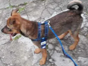Cachorro raça SRD idade 2 a 6 meses nome Sem nome