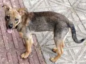 Cachorro raça SRD idade 2 a 6 meses nome Sem nome