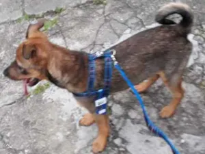 Cachorro raça SRD idade 2 a 6 meses nome Sem nome