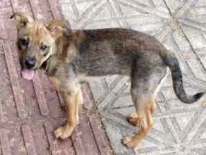 Cachorro ra a SRD idade 2 a 6 meses nome Sem nome