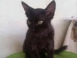 Gato raça  idade Abaixo de 2 meses nome Leon