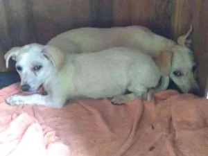 Cachorro raça Vira lata idade 2 a 6 meses nome Não tem