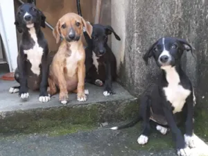 Cachorro raça Vira lata idade 2 a 6 meses nome Não tem nome