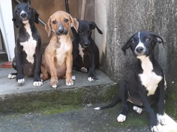 Cachorro ra a Vira lata idade 2 a 6 meses nome Não tem nome