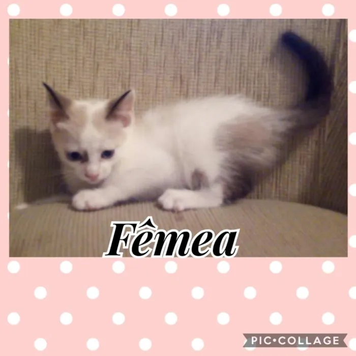 Gato ra a SRD idade Abaixo de 2 meses nome Gatinhos