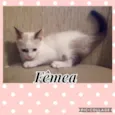 Gatinhos
