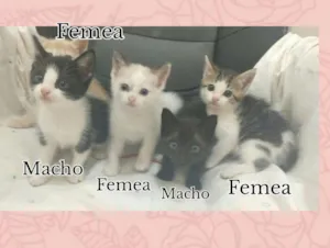 Gato raça SRD idade Abaixo de 2 meses nome Gatinhos