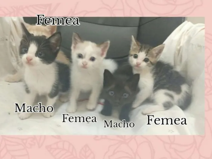 Gato ra a SRD idade Abaixo de 2 meses nome Gatinhos