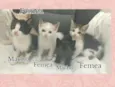 Gatinhos