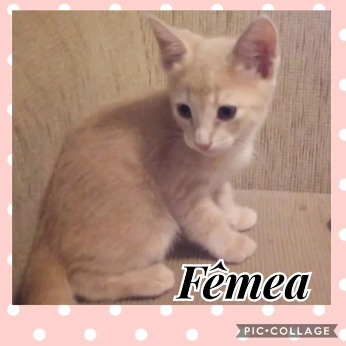 Gato ra a SRD idade Abaixo de 2 meses nome Gatinhos
