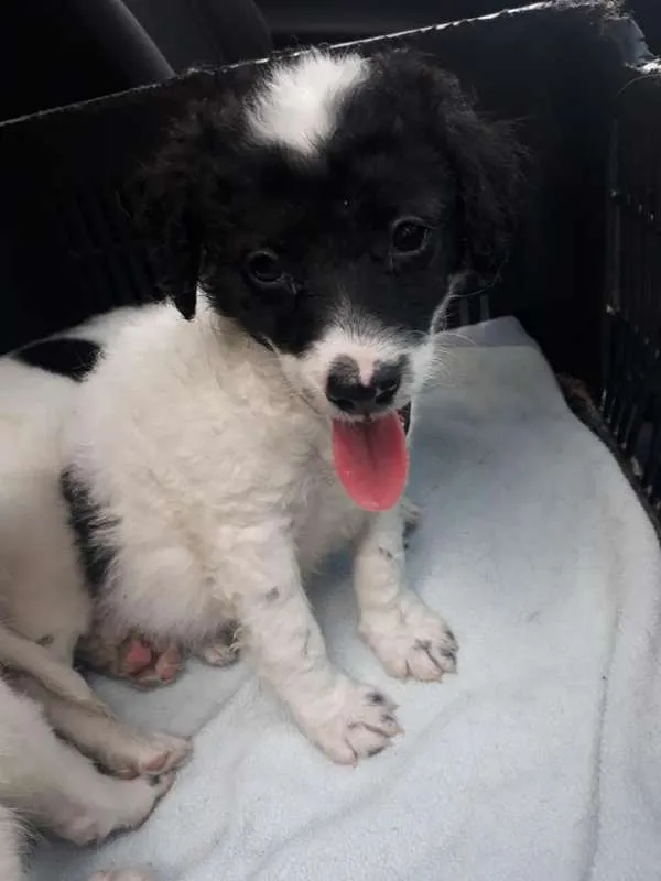 Cachorro ra a srd idade Abaixo de 2 meses nome BEBES