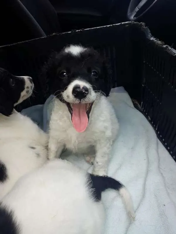 Cachorro ra a srd idade Abaixo de 2 meses nome BEBES
