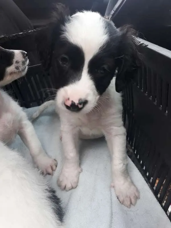 Cachorro ra a srd idade Abaixo de 2 meses nome BEBES