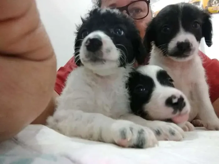 Cachorro ra a srd idade Abaixo de 2 meses nome BEBES
