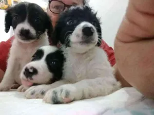 Cachorro raça srd idade Abaixo de 2 meses nome BEBES