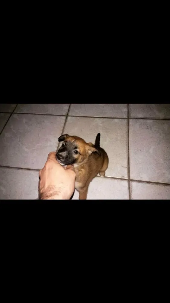 Cachorro ra a Rnd idade 2 a 6 meses nome Belinha