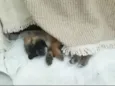 Belinha