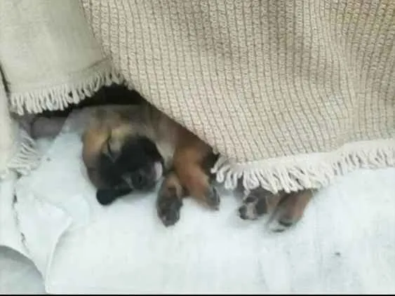 Cachorro ra a Rnd idade 2 a 6 meses nome Belinha