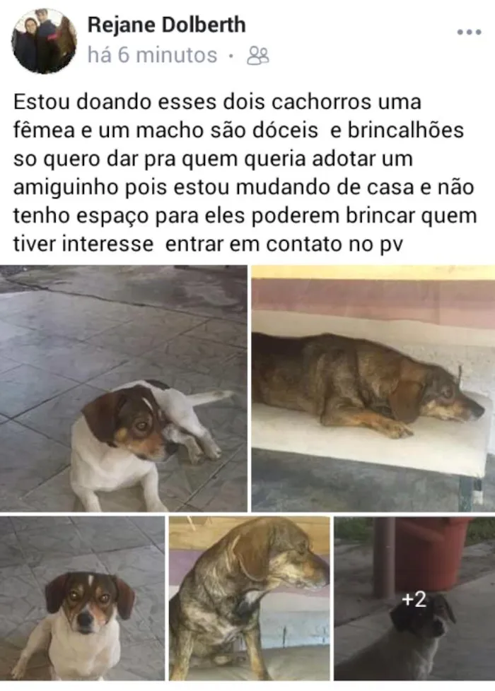 Cachorro ra a  idade 2 anos nome Ainda não tem 