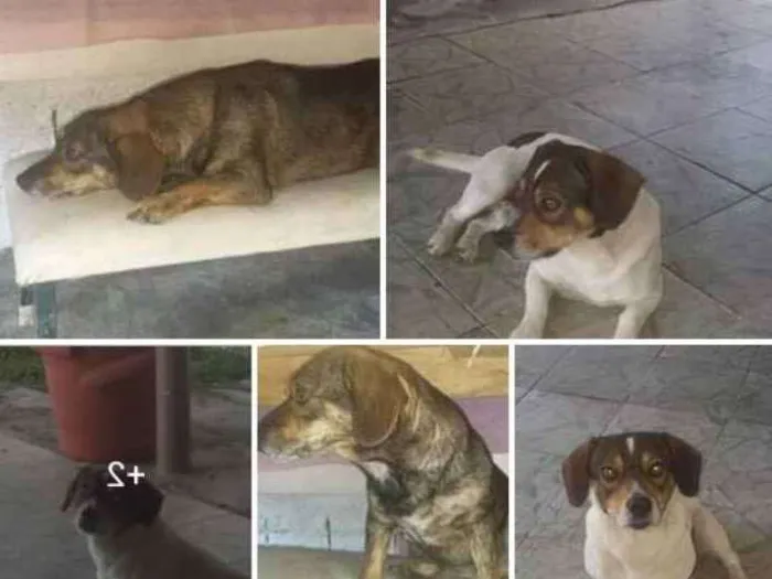 Cachorro ra a  idade 2 anos nome Ainda não tem 